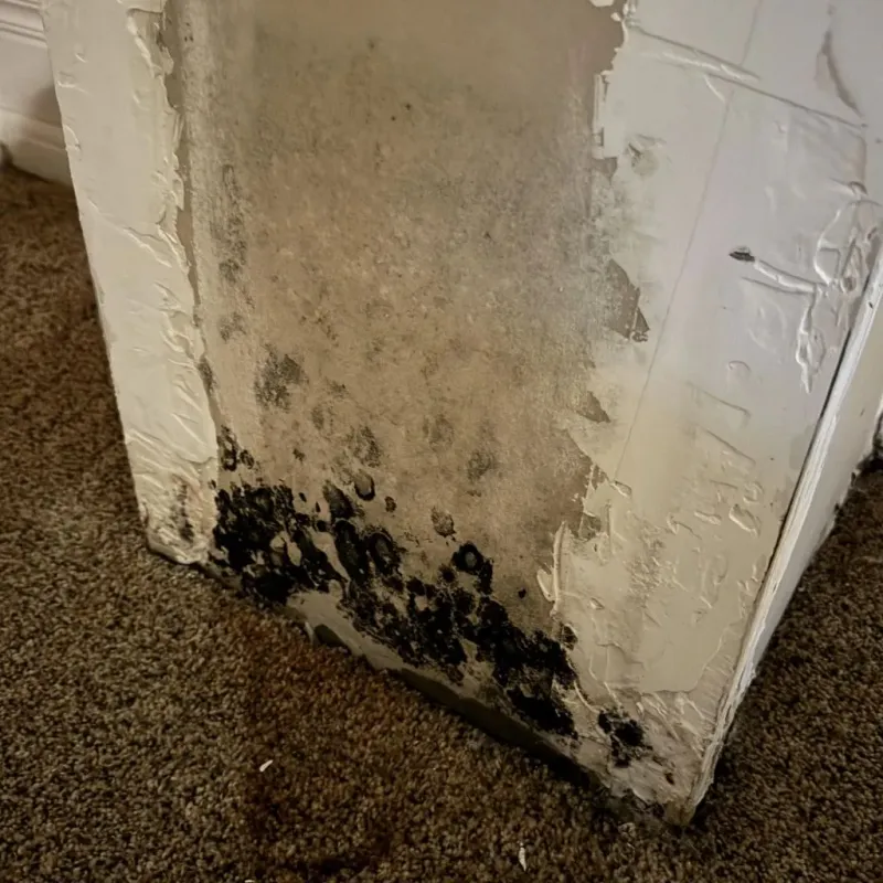 Professional Mold Removal in Bandera, TX